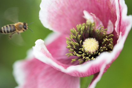 丫丫电影网 丫丫电影网