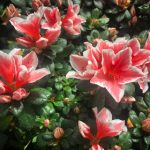 女子大学生的打扑克技巧与娱乐分享 lcbdro