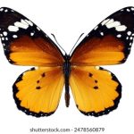 八哥网电影网手机版:畅享高清影视,随时随地尽情观影体验 u2vu1oh07